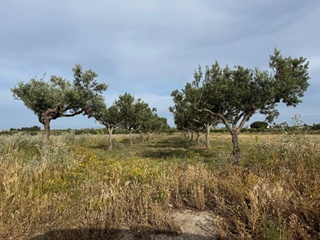 Terreno agricolo in vendita a  misiliscemi