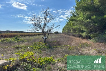 Terreno agricolo c.da masseria lucci