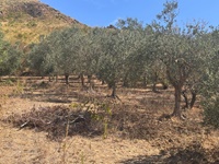 terreno